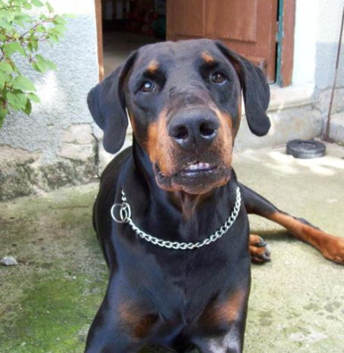 peluche doberman personnalisée